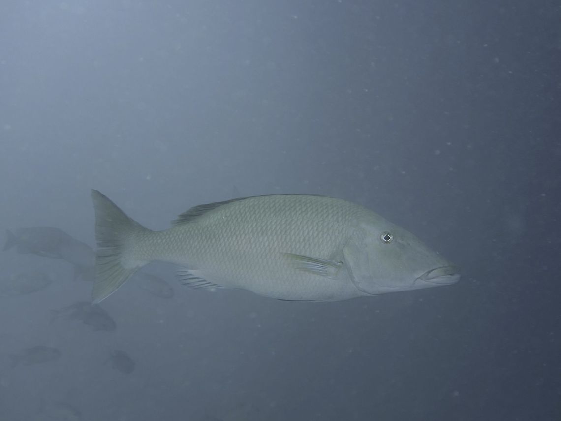 Longface Emperor - Lethrinus olivaceus  Fish,Geotagged,Lethrinus olivaceus,Longface emperor,Mabul,Malaysia,Spring
