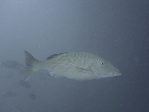 Longface Emperor - Lethrinus olivaceus  Fish,Geotagged,Lethrinus olivaceus,Longface emperor,Mabul,Malaysia,Spring