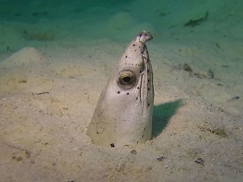 Black-finned Snake Eel - Ophichthus melanochir  Eel,Geotagged,Highfin snake eel,Mabul,Malaysia,Ophichthus altipennis,Snake Eel,Spring