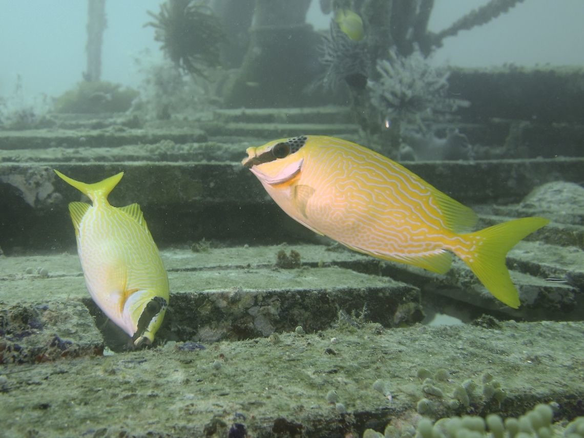 Masked Rabbitfish - Siganus puellus The Masked Rabbitfish - Siganus puellus is yellow with wavy broken blue lines arranged vertically on forebody and horizontal on rear; black bar across eye. Fish,Geotagged,Mabul,Malaysia,Masked Rabbitfish,Masked spinefoot,Rabbitfish,Siganus puellus,Spring