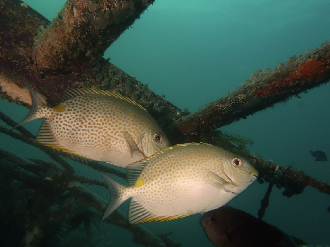 Golden Rabbitfish - Siganus guttatus  The Golden Rabbitfish - Siganus guttatus is pale gray with numerous orangish gold spots; large yellow spot below rear base of dorsal fin. Fish,Geotagged,Golden Rabbitfish,Mabul,Malaysia,Rabbitfish,Siganus guttatus,Spring