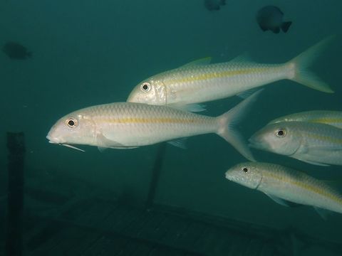 Yellowfin Goatfish - Mulloidichthys vanicolensis The Yellowfin Goatfish - Mulloidichthys vanicolensis is bluish white with yellowish back, yellow fins; yellow stripe from eye to tail base. Fish,Geotagged,Goatfish,Mabul,Malaysia,Mulloidichthys vanicolensis,Spring,Yellowfin Goatfish