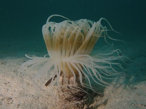 Tube Anemone - Cerianthus membranaceus  Cerianthus membranaceus,Coloured tube anemone,Geotagged,Mabul,Malaysia,Spring