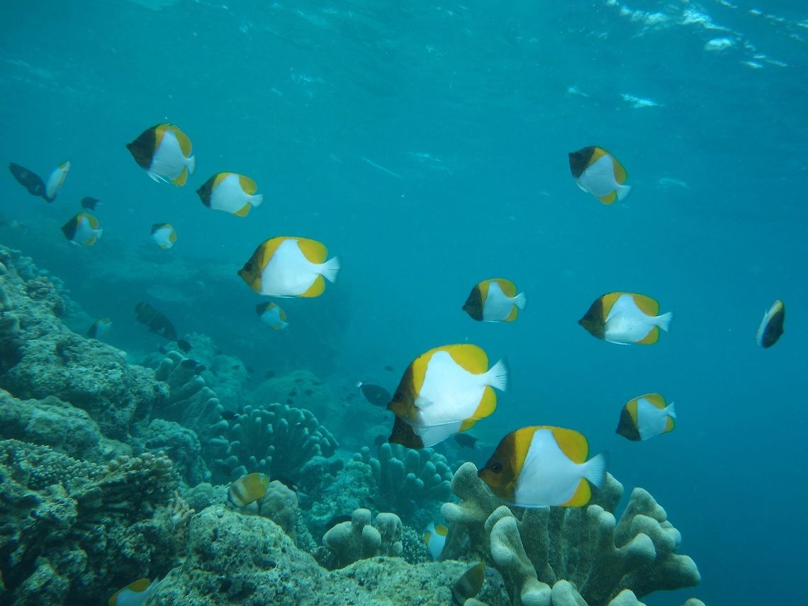 Pyramid Butterflyfish - Hemitaurichthys polyepis  Butterflyfish,Fish,Geotagged,Hemitaurichthys polylepis,Mabul,Malaysia,Pyramid butterflyfish,Spring