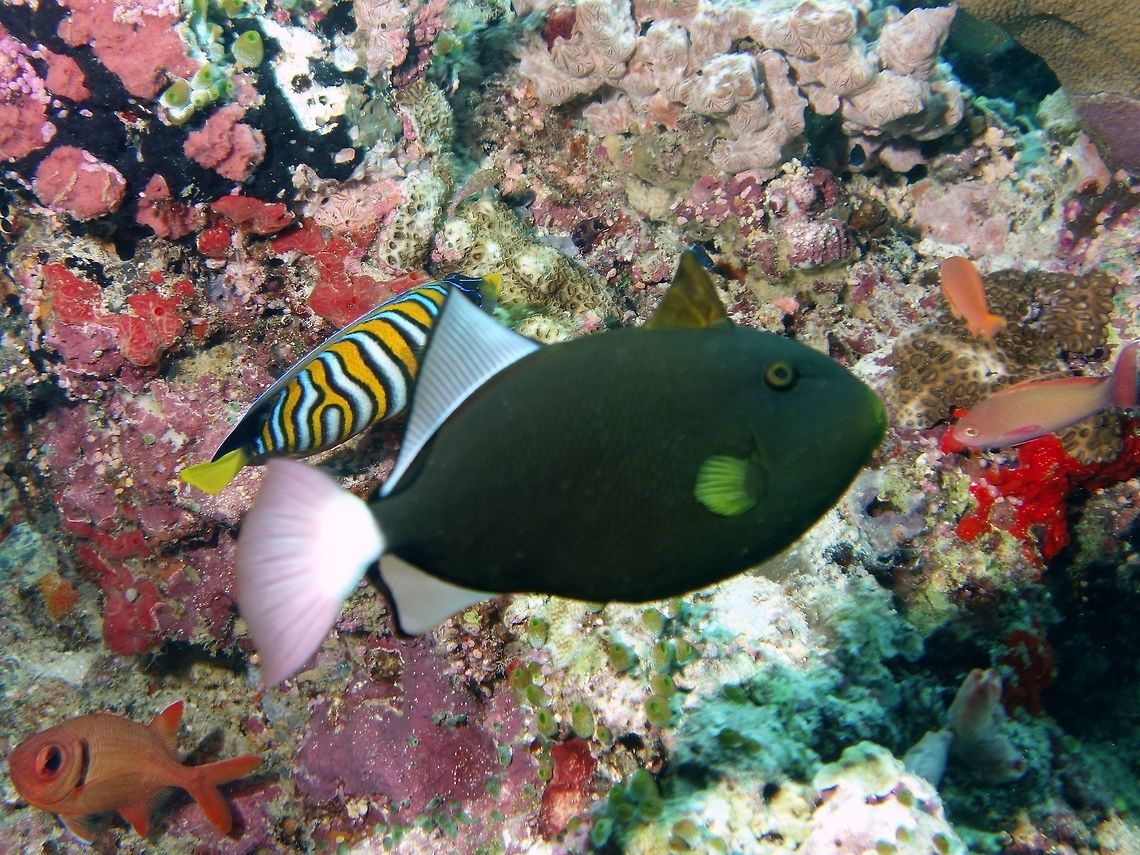 Pinktail Triggerfish - Melichthys vidua The Pinktail Triggerfish - Melichthys vidua is borwn with yellowish snout and pectoral fins; white dorsal and anal fins with black margins, white tail with wide pink margin. Fish,Geotagged,Mabul,Malaysia,Melichthys vidua,Pinktail triggerfish,Spring,Triggerfish