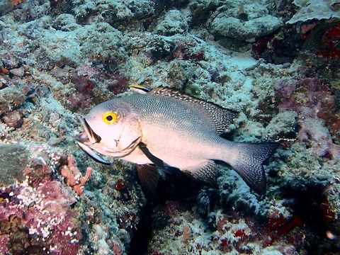 Midnight Snapper - Macolor macularis, getting cleaned by Cleaner Wrasse  Fish,Geotagged,Mabul,Macolor macularis,Malaysia,Midnight Snapper,Snapper,Spring