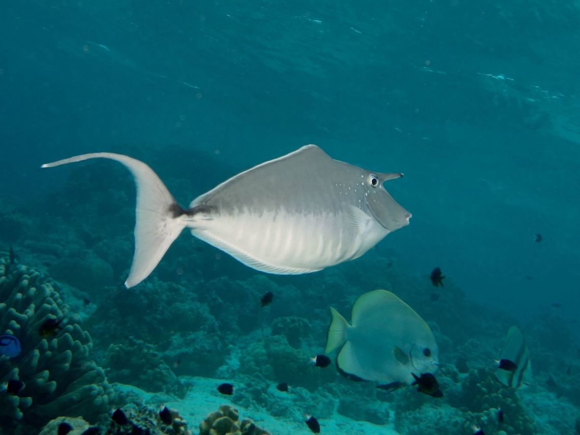 Humpback Unicornfish - Naso brachycentron  Fish,Geotagged,Humpback unicornfish,Mabul,Malaysia,Naso brachycentron,Spring,Unicornfish