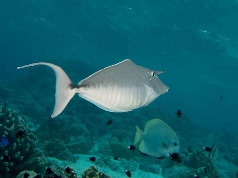 Humpback Unicornfish - Naso brachycentron  Fish,Geotagged,Humpback unicornfish,Mabul,Malaysia,Naso brachycentron,Spring,Unicornfish