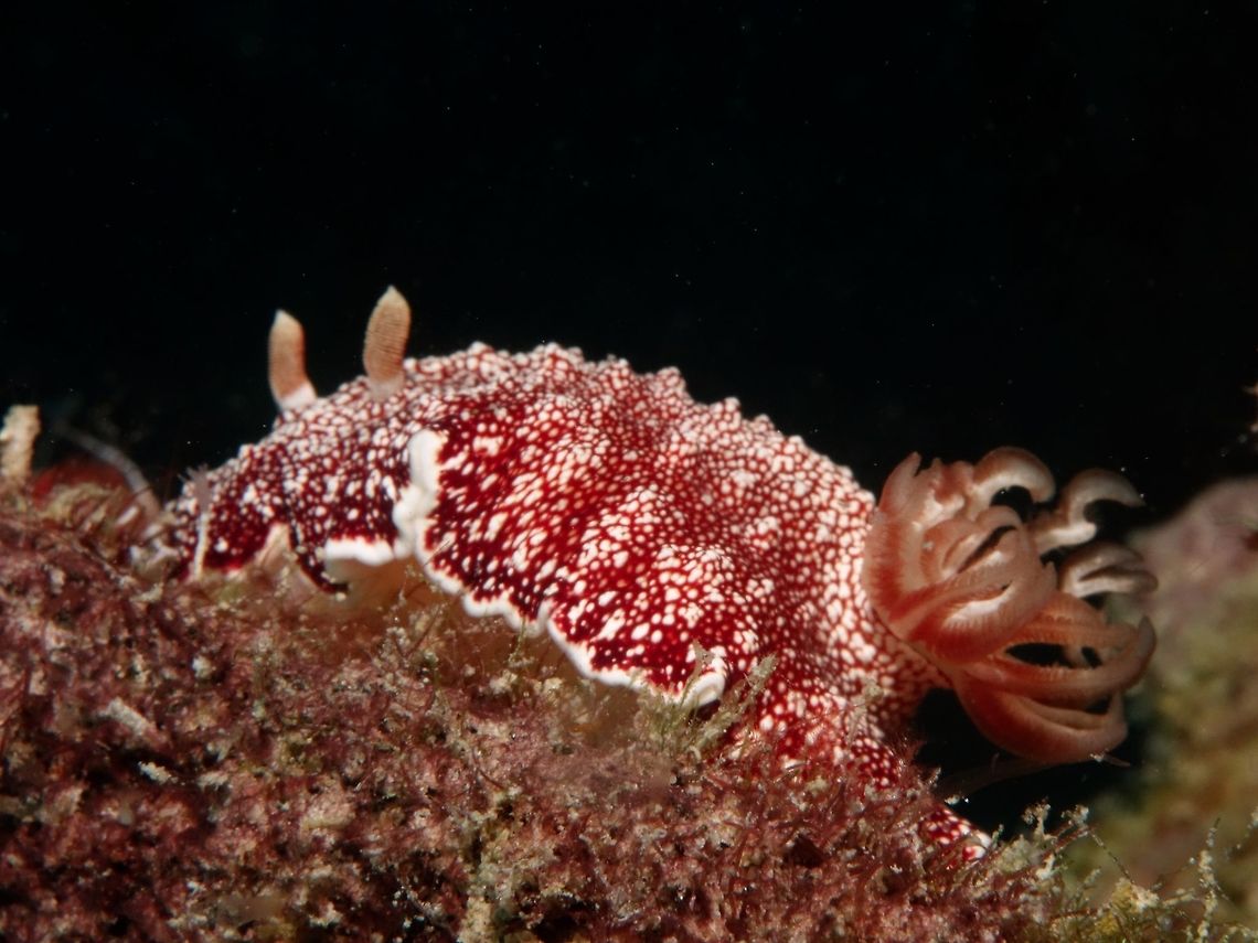 Nudibranch - Goniobranchus reticulatus  Geotagged,Goniobranchus reticulatus,Mabul,Malaysia,Nudibranch,Spring
