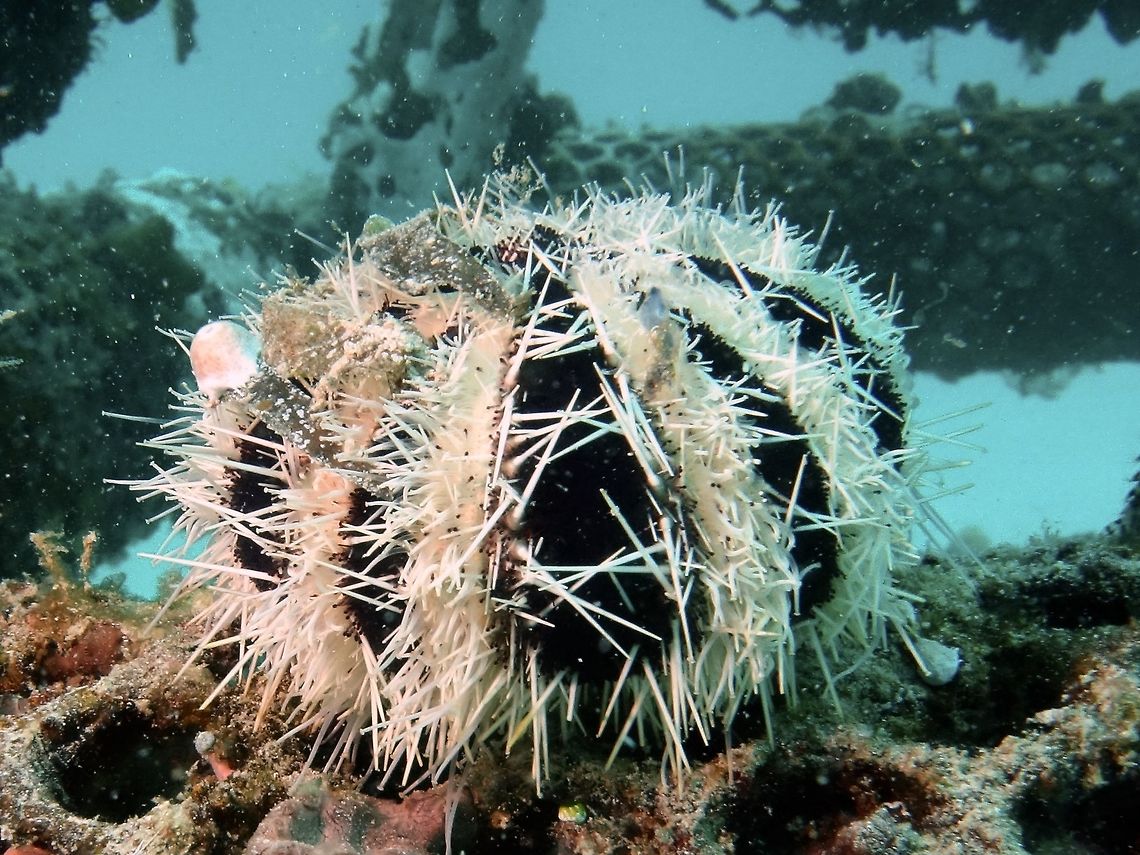 Cake Urchin - Tripneustes gratilla  Cake Urchin,Collector urchin,Geotagged,Mabul,Malaysia,Sea Urchin,Spring,Tripneustes gratilla