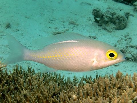 Whitestreak Moocle Bream - Scolopsis ciliata The Whitestreak Moocle Bream - Scolopsis ciliata is pale body; 2-4 longitidunal rows of orange spots on side, white streak below base of dorsal fin. Bream,Fish,Geotagged,Mabul,Malaysia,Monocle Bream,Scolopsis ciliata,Spring,Whitestreak Monocle Bream
