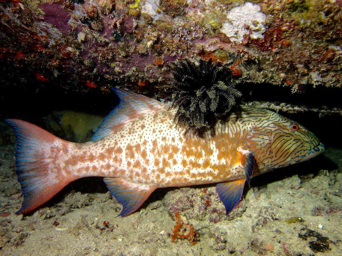Highfin Coral Grouper - Plectropomus oligacanthus The Highfin Coral Grouper - Plectropomus oligacanthus is red to reddish brown to lavender-brown with blue lines on head; blue spots on body and fins with some that join to form vertical lines on mid-side. Coral Grouper,Fish,Geotagged,Grouper,Highfin Coral Grouper,Mabul,Malaysia,Plectropomus oligacanthus,Spring