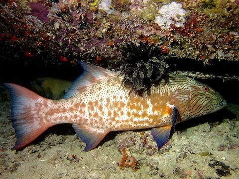 Highfin Coral Grouper - Plectropomus oligacanthus The Highfin Coral Grouper - Plectropomus oligacanthus is red to reddish brown to lavender-brown with blue lines on head; blue spots on body and fins with some that join to form vertical lines on mid-side. Coral Grouper,Fish,Geotagged,Grouper,Highfin Coral Grouper,Mabul,Malaysia,Plectropomus oligacanthus,Spring