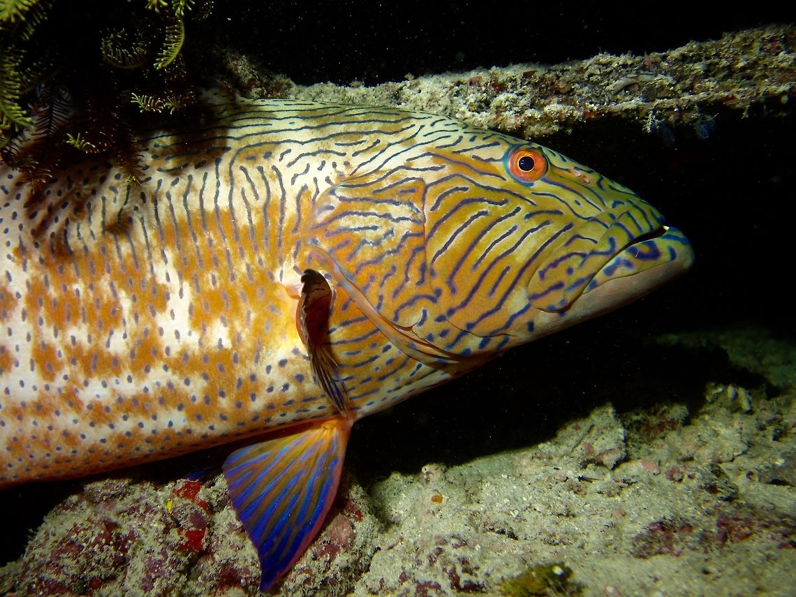 Highfin Coral Grouper - Plectropomus oligacanthus This Highfin Coral Grouper is too nice not to post a close-up of the face, interesting blue lines markings. Coral Grouper,Fish,Geotagged,Grouper,Highfin Coral Grouper,Mabul,Malaysia,Plectropomus oligacanthus,Spring