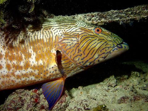 Highfin Coral Grouper - Plectropomus oligacanthus This Highfin Coral Grouper is too nice not to post a close-up of the face, interesting blue lines markings. Coral Grouper,Fish,Geotagged,Grouper,Highfin Coral Grouper,Mabul,Malaysia,Plectropomus oligacanthus,Spring