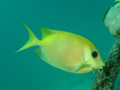 Coral Rabbitfish - Siganus corallinus The Coral Rabbitfish - Siganus corallinus is yellow-orange undercolor with numerous blue spots; darkish eye bar, may display pattern of dark smudges on back. Blue-spotted spinefoot,Coral Rabbitfish,Fish,Geotagged,Mabul,Malaysia,Rabbitfish,Siganus corallinus,Spring