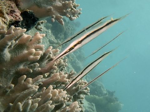 Razorfish - Aeoliscus strigatus The Razorfish - Aeoliscus strigatus is silvery with brown mid-lateral stripe; thin elongate snout and flattened body. 1st dorsal spine extends from rear body with hinge allowing the rear half to angle in varying directions.
Usually found in group/school swimming head down. Aeoliscus strigatus,Fish,Geotagged,Mabul,Malaysia,Razorfish,Spring