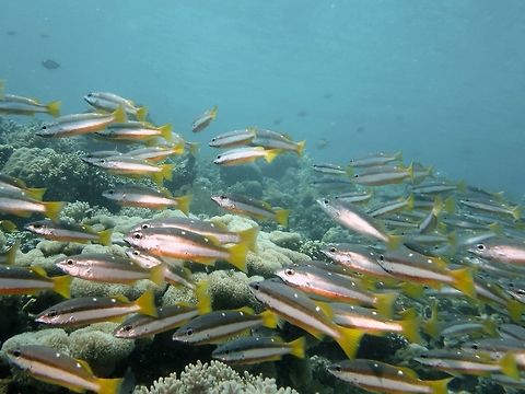Two-Spot Snapper - Lutjanus biguttatus  Fish,Geotagged,Lutjanus biguttatus,Mabul,Malaysia,Snapper,Spring,Two-spot Snapper