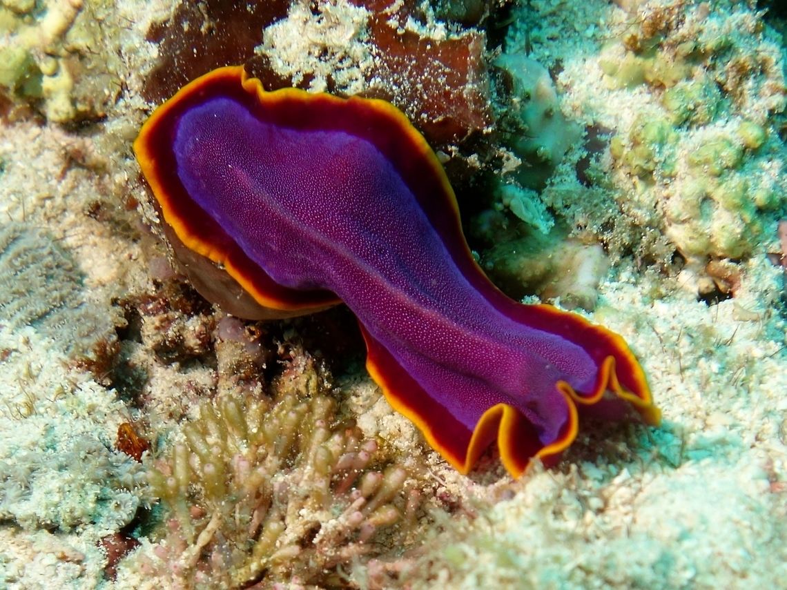 Flatworm - Pseudoceros ferrugineus  Flatworm,Geotagged,Mabul,Malaysia,Pseudoceros ferrugineus,Spring