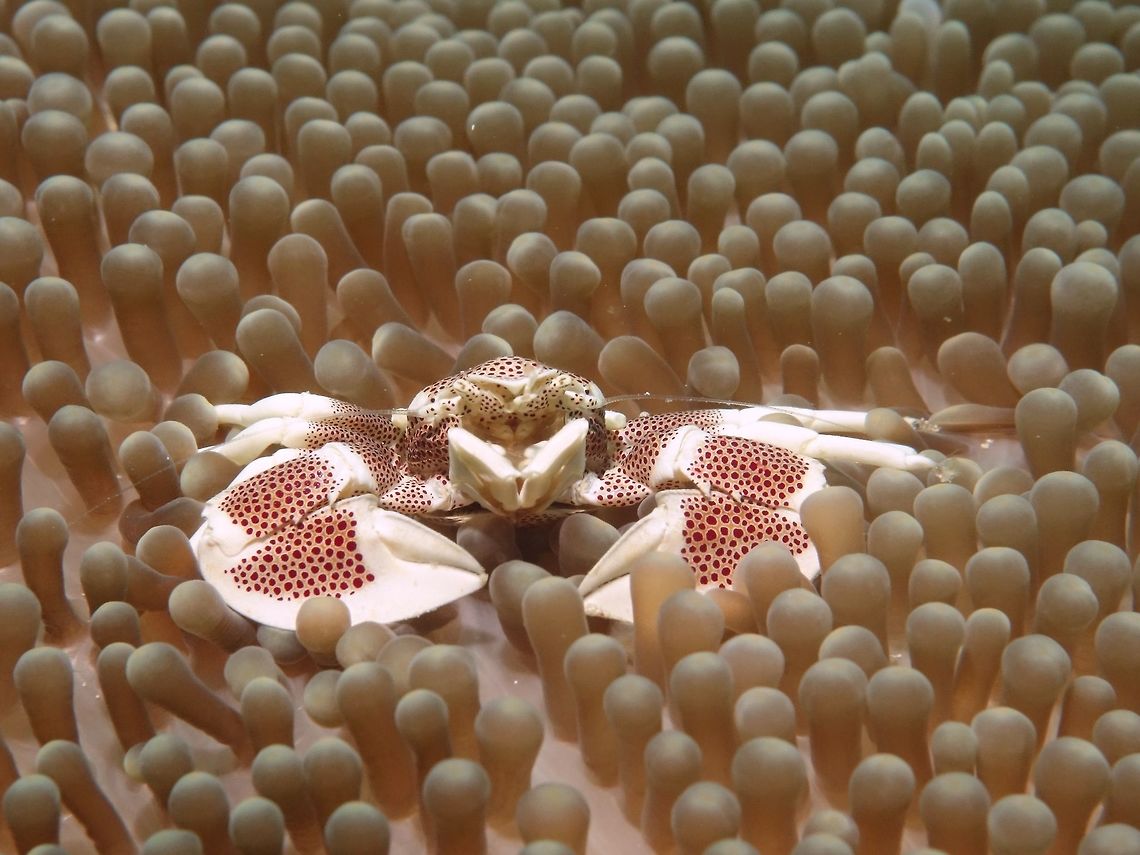 Spotted Porcelain Crab - Neopetrolisthes maculatus This Spotted Porcelain Crab - Neopetrolisthes maculatus is always found living among Anemone, which is also host of the Anemone Fish (Clown Fish). Crab,Geotagged,Mabul,Malaysia,Neopetrolisthes maculatus,Porcelain Crab,Spotted Porcelain Crab,Spring