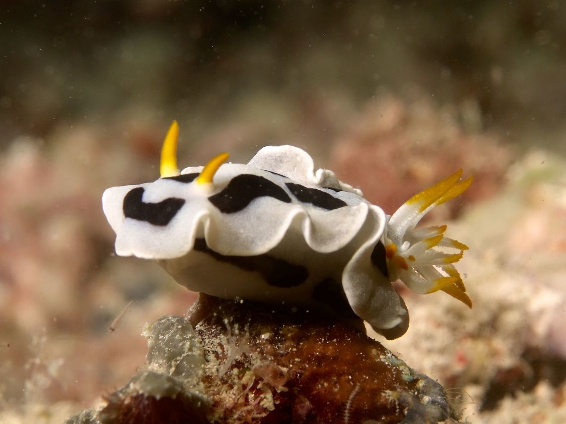 Nudibranch - Chromodoris alcalai  Chromodoris alcalai,Geotagged,Mabul,Malaysia,Nudibranch,Spring