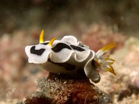 Nudibranch - Chromodoris alcalai  Chromodoris alcalai,Geotagged,Mabul,Malaysia,Nudibranch,Spring