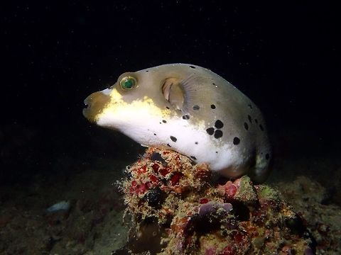 Dog-faced Pufferfish - Arothron nigropunctatus  Arothron nigropunctatus,Blackspotted puffer,Dog-faced Pufferfish,Fish,Geotagged,Mabul,Malaysia,Pufferfish,Spring