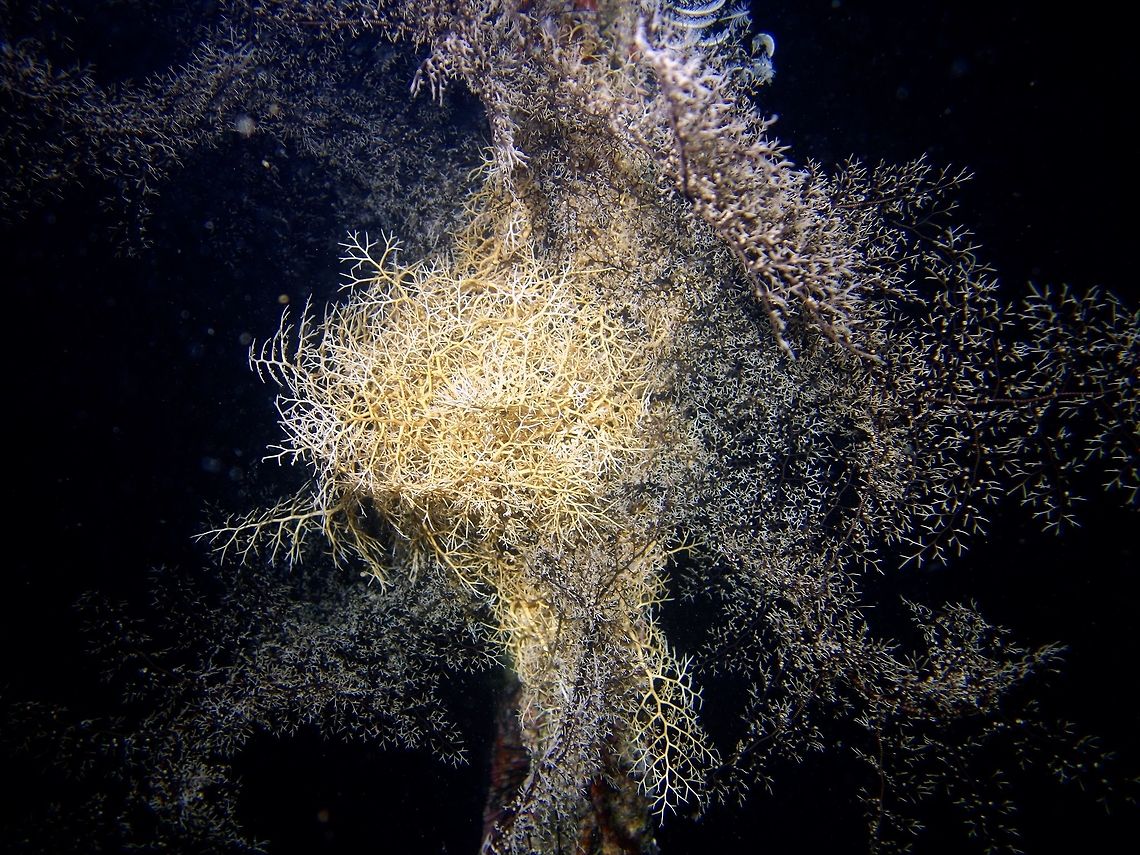 Granulated Basket Star - Astroboa granulata The Granulated Basket Star - Astroboa granulata usually hides during day time and only comes out to feed at night, when it unfurls its many fragile arms/tentacles.  This can be 2-3 meters wide. Astroboa granulata,Basket Star,Geotagged,Granulated Basket Star,Mabul,Malaysia,Spring