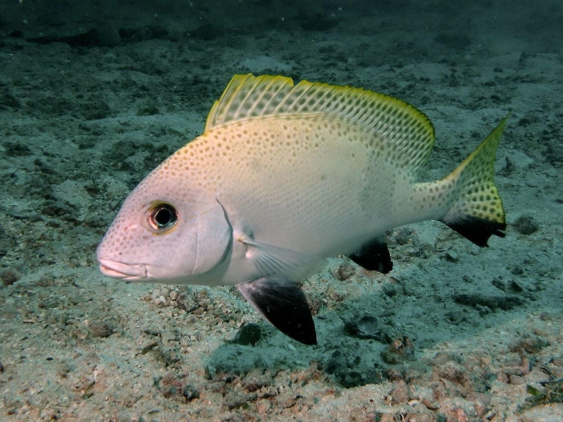 Indonesian Sweetlps - Diagramma_melanacrum  Diagramma melanacrum,Fish,Geotagged,Indonesian Sweetlips,Mabul,Malaysia,Spring,Sweetlips