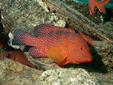 Coral Grouper - Cephalopholis miniata  Cephalopholis miniata,Coral Grouper,Coral hind,Fish,Geotagged,Grouper,Mabul,Malaysia,Spring