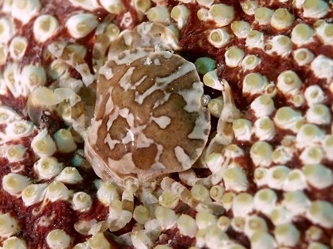 Sea Cucumber Crab - Lissocarcinus orbicularis  Crab,Geotagged,Lissocarcinus orbicularis,Mabul,Malaysia,Porcelain Crab,Red-spotted white crab,Sea Cucumber Crab,Spring