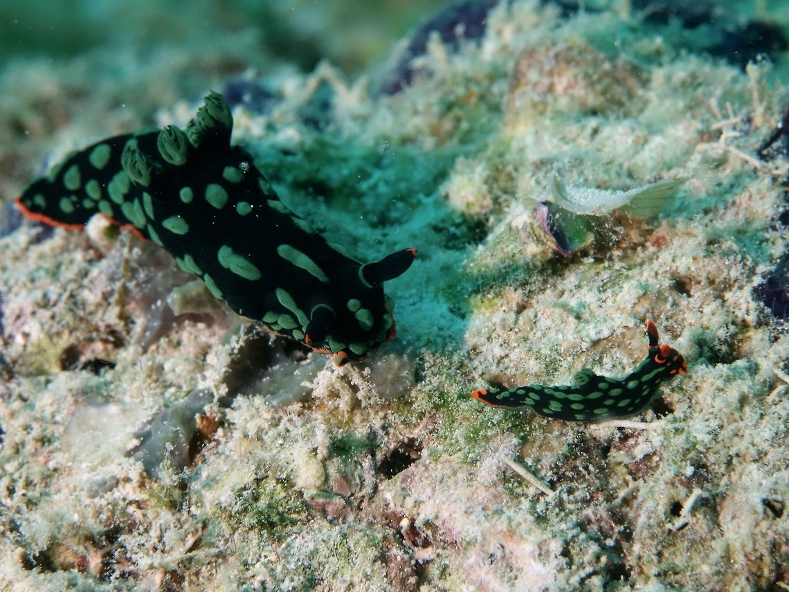 Neon Slug - Nembrotha kubaryana  Geotagged,Mabul,Malaysia,Nembrotha kubaryana,Neon Slug,Nudibranch,Spring,Variable neon slug