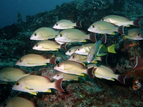 Blacktail Snapper - Lutjanus fulvus The Blacktail Snapper - Lutjanus fulvus is silverish white to pale yellow or tan with black tail, yellow pectoral, ventral and anal fins. Blacktail Snapper,Fish,Geotagged,Lutjanus fulvus,Mabul,Malaysia,Snapper,Spring
