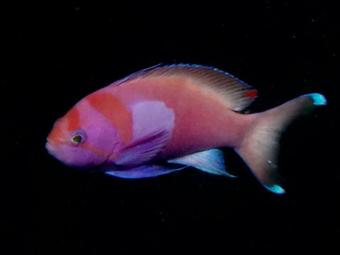Squarespot Anthia - Pseudanthias pleurotaenia  Anthia,Fish,Geotagged,Mabul,Malaysia,Pseudanthias pleurotaenia,Spring,Squarespot anthias