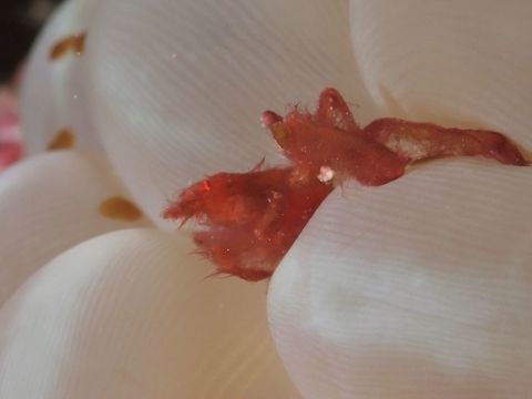 Orangutan Crab - Achaeus japonicus  Achaeus japonicus,Crab,Geotagged,Mabul,Malaysia,Orang-utan crab,Spring