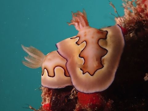 Nudibranch - Goniobranchus koi  Geotagged,Goniobranchus coi,Mabul,Malaysia,Nudibranch,Spring