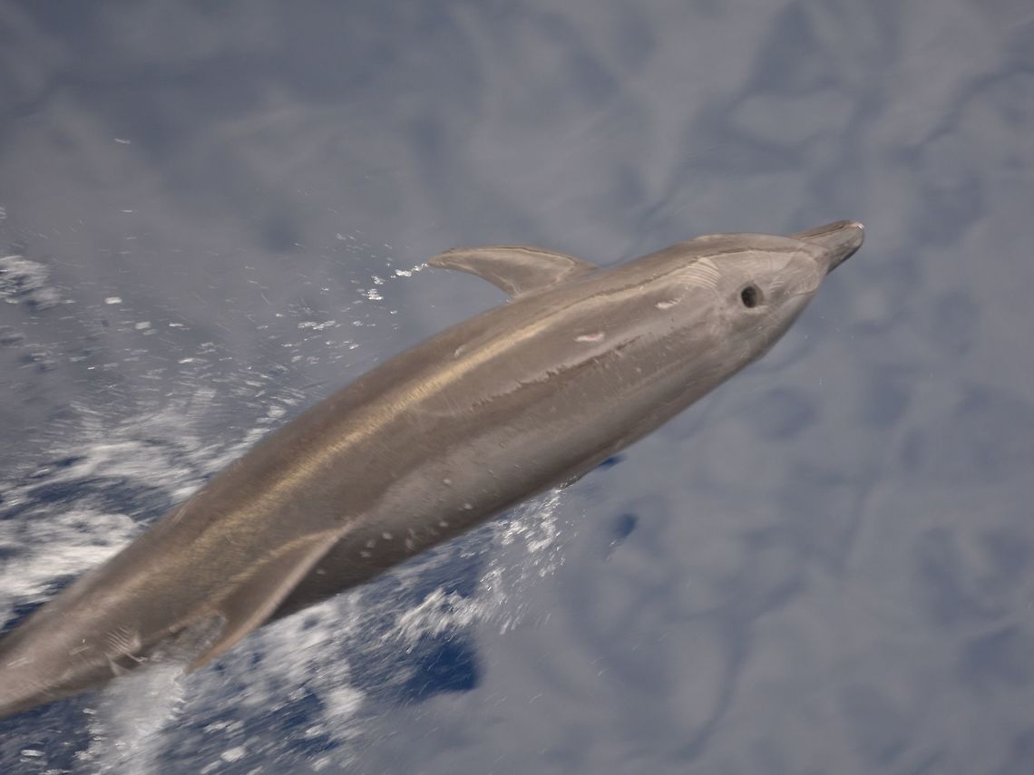 Common Bottlenose Dolphin - Tursiops truncatus  Bottlenose Dolphin,Cocos Island,Common bottlenose dolphin,Costa Rica,Dolphin,Geotagged,Spring,Tursiops truncatus