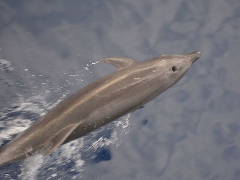 Common Bottlenose Dolphin - Tursiops truncatus  Bottlenose Dolphin,Cocos Island,Common bottlenose dolphin,Costa Rica,Dolphin,Geotagged,Spring,Tursiops truncatus