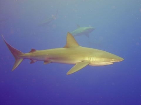 Silky Shark - Carcharhinus falciformis  Carcharhinus falciformis,Cocos Island,Costa Rica,Geotagged,Shark,Silky shark,Spring