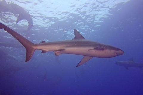 Black Tip Shark - Carcharhinus limbatus                                 Blacktip shark,Carcharhinus limbatus,Cocos Island,Costa Rica,Geotagged,Shark,Spring