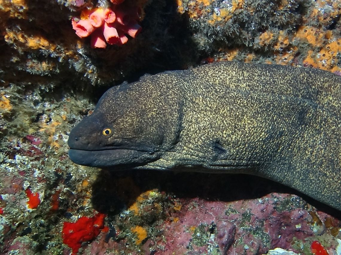 Yellow Edge Moray Eel - Gymnothorax flavimarginatus  Cocos Island,Costa Rica,Eel,Geotagged,Gymnothorax flavimarginatus,Moray,Moray Eel,Spring,Yellow-edged moray