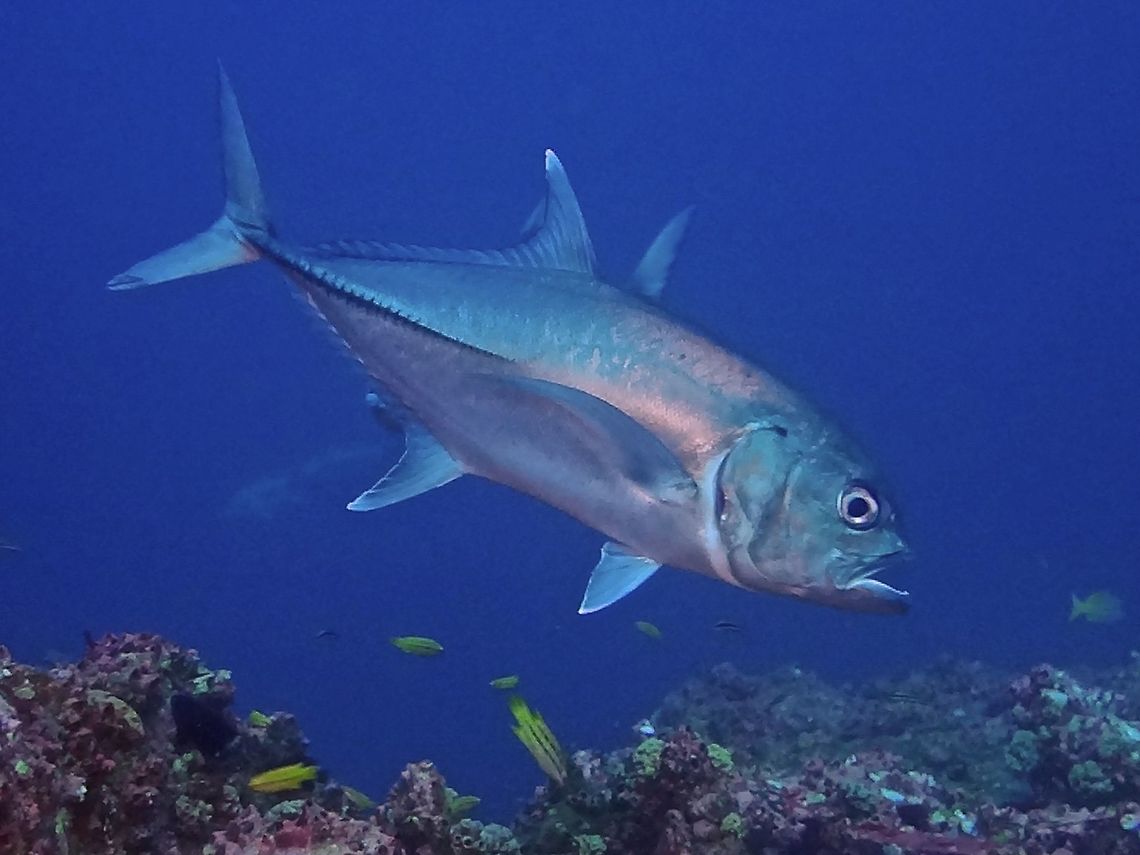 Big Eye Travelly - Caranx sexfasciatus                                 Bigeye trevally,Caranx sexfasciatus,Cocos Island,Costa Rica,Fish,Geotagged,Jacks,Spring,Trevally