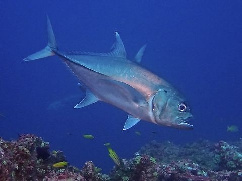 Big Eye Travelly - Caranx sexfasciatus                                 Bigeye trevally,Caranx sexfasciatus,Cocos Island,Costa Rica,Fish,Geotagged,Jacks,Spring,Trevally