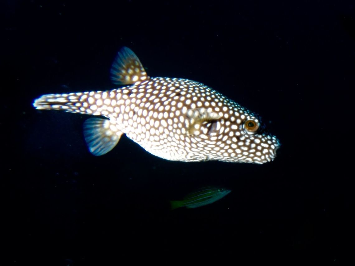 Guinea Fowl Pufferfish - Arothron meleagris The Guinea Fowl Pufferfish - Arothron meleagris is black covered with small white spots.<br />
It is also possible to see them in bright-yellow gold variation, with a few scattered black spots. Arothron meleagris,Cocos Island,Costa Rica,Fish,Geotagged,Guinea Fowl Pufferfish,Pufferfish,Spring