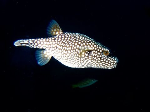 Guinea Fowl Pufferfish - Arothron meleagris The Guinea Fowl Pufferfish - Arothron meleagris is black covered with small white spots.
It is also possible to see them in bright-yellow gold variation, with a few scattered black spots. Arothron meleagris,Cocos Island,Costa Rica,Fish,Geotagged,Guinea Fowl Pufferfish,Pufferfish,Spring