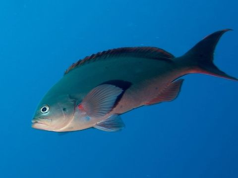 Pacific Creolefish - Paranthias colonus The Pacific Creolefish - Paranthias colonus has body gray to greenish gray to brownish red, becoming pinkish red ventrally. A few conspicuous light spots in a line on body, below dorsal fin. Tail deeply forked; all fins reddish. Small mouth. Cocos Island,Costa Rica,Creolefish,Fish,Geotagged,Pacific creolefish,Paranthias colonus,Spring