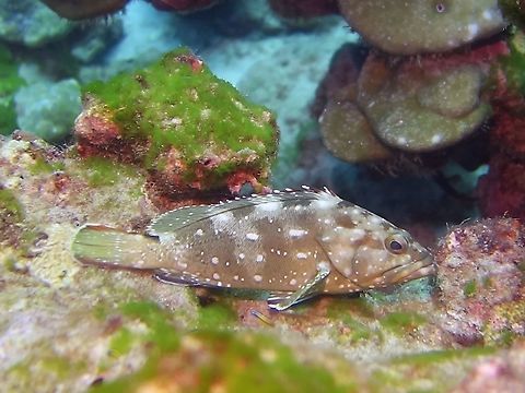 Flag Cabrilla - Epinephelus labriformis  Cocos Island,Costa Rica,Epinephelus labriformis,Fish,Flag Cabrilla,Geotagged,Spring,Starry grouper