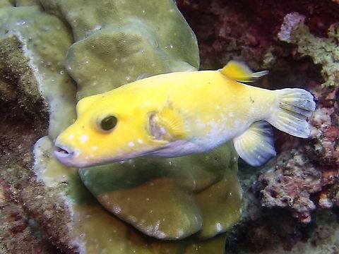 Guinea Fowl Pufferfish - Arothron meleagris This is the yellow variation of the Guinea Fowl Pufferfish - Arothron meleagris Arothron meleagris,Cocos Island,Costa Rica,Fish,Geotagged,Guinea Fowl Pufferfish,Pufferfish,Spring