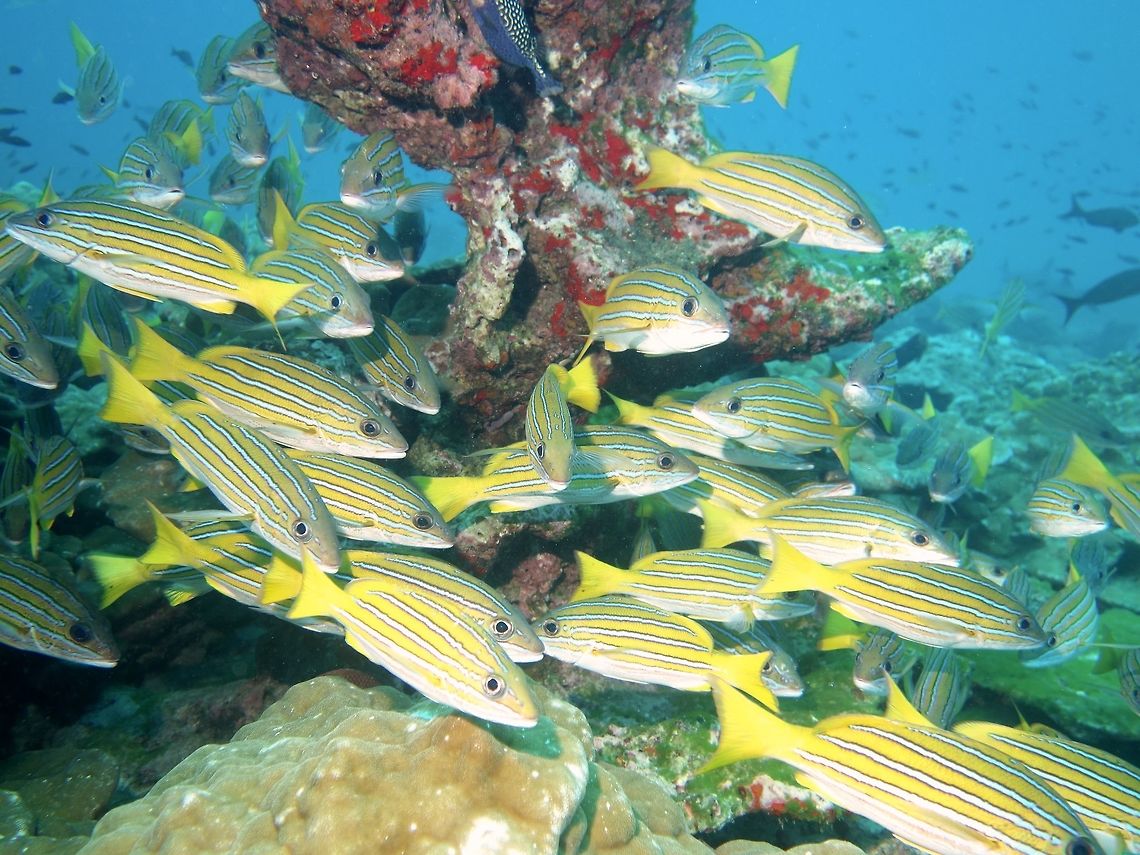 Blue-and-gold Snapper - Lutjanus viridis The Blue-and-gold Snapper - Lutjanus viridis has brilliant gold body with five prominent light blue stripes outlined with black; white below; tail gold. Blue-and-gold Snapper,Cocos Island,Costa Rica,Fish,Geotagged,Lutjanus viridis,Snapper,Spring