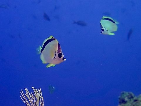 Barberfish - Johnrandallia nigrirostris This Barberfish - Johnrandallia nigrirostris do the cleaning when the Scalloped Hammerhead Sharks comes to reef. Barberfish,Cocos Island,Costa Rica,Fish,Geotagged,Johnrandallia nigrirostris,Spring